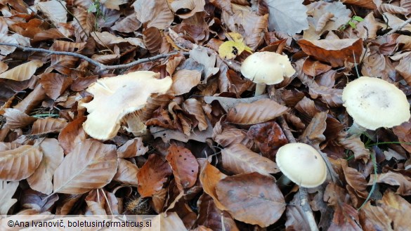 Cortinarius caperatus