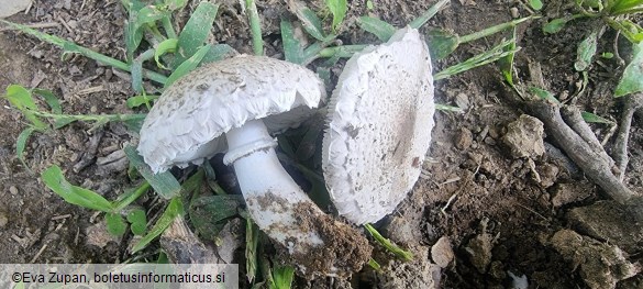 Leucoagaricus barssii