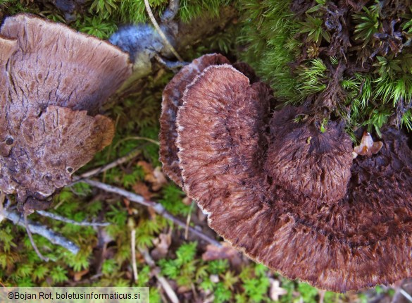 Thelephora terrestris