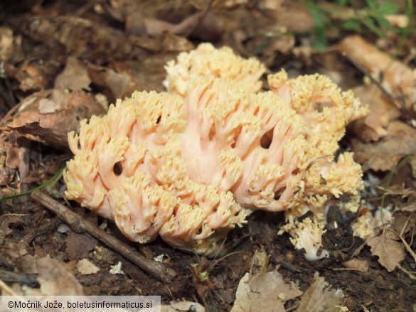 Ramaria formosa