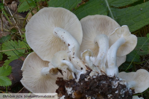 Leucocybe connata