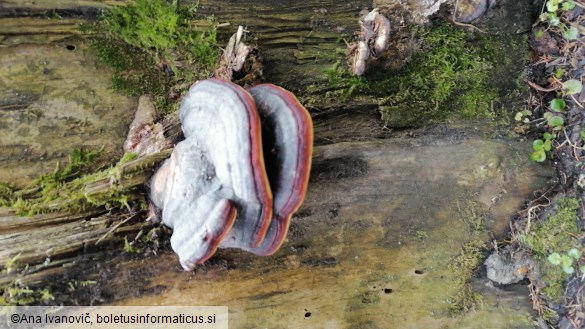 Fomitopsis pinicola