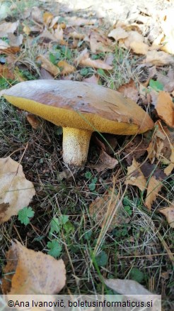 Suillus granulatus