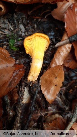 Cantharellus cibarius