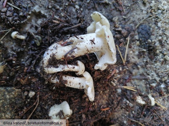 Lyophyllum connatum