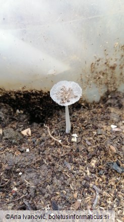 Coprinellus ephemerus