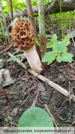 Morchella esculenta