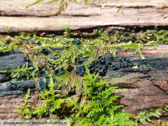 Chlorociboria aeruginascens