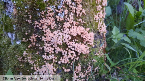 Coprinellus disseminatus