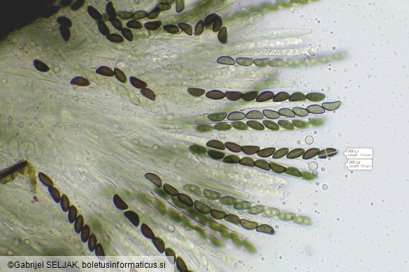Hypoxylon petriniae