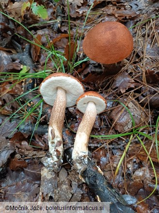 Leccinum aurantiacum