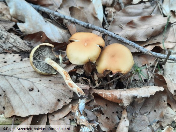 Hypholoma fasciculare