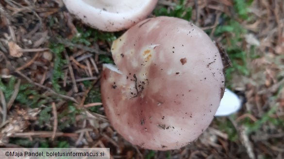 Russula vesca