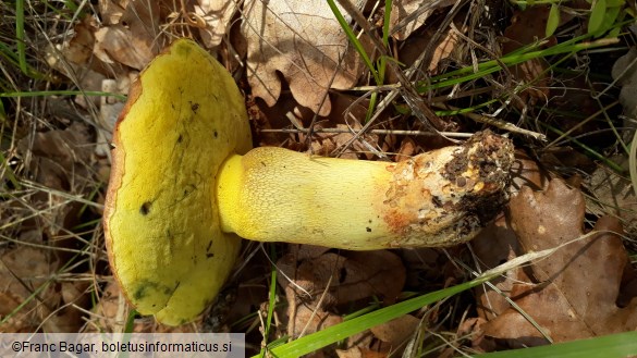 Butyriboletus fechtneri