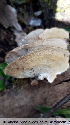 Trametes versicolor