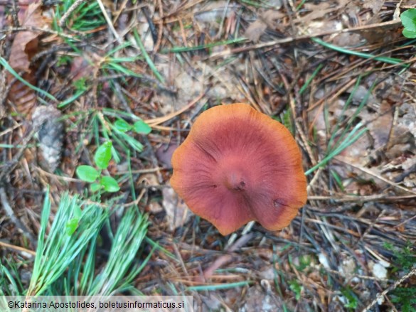 Cortinarius rubellus