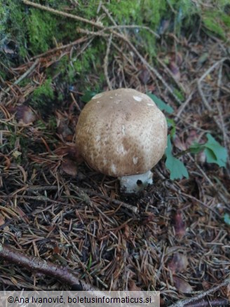 Agaricus augustus