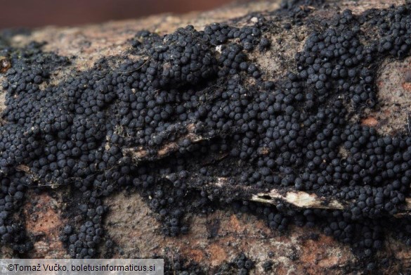 Tympanopsis confertula