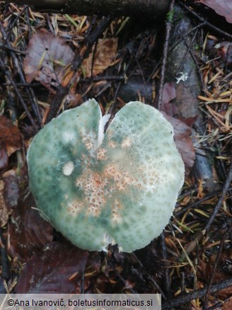 Russula virescens