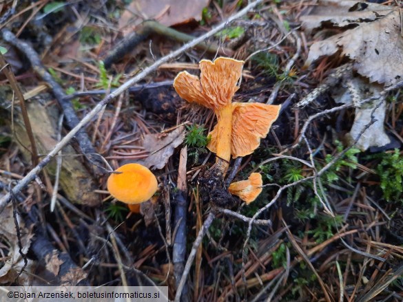 Hygrophoropsis aurantiaca