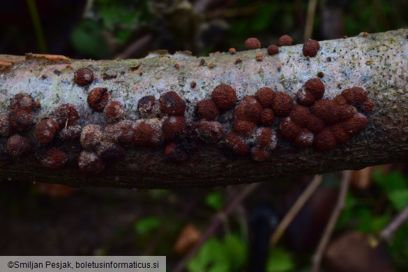 Hypoxylon fragiforme