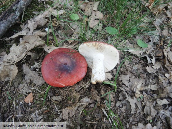 Russula melliolens