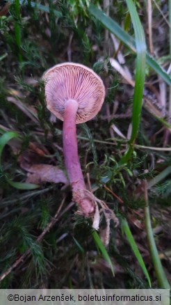 Lactarius camphoratus