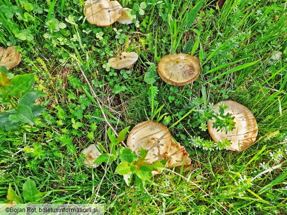 Entoloma sepium