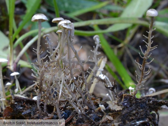 Dendrocollybia racemosa