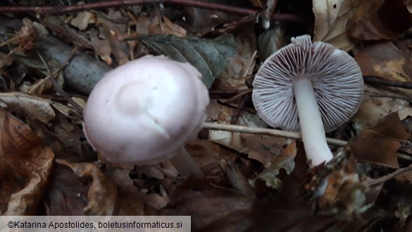 Mycena rosea