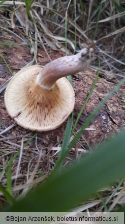 Paxillus involutus