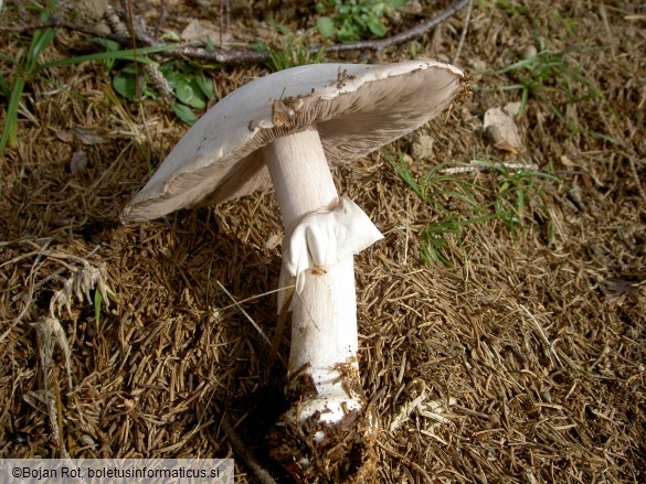 Agaricus silvicola