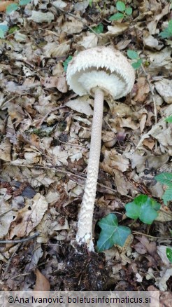 Macrolepiota procera