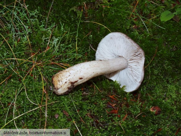 Tricholoma sciodes