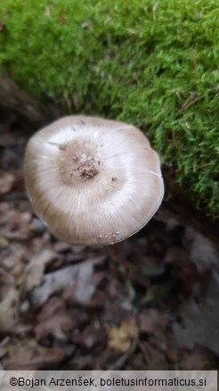 Pluteus cervinus