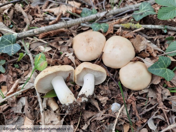 Calocybe gambosa