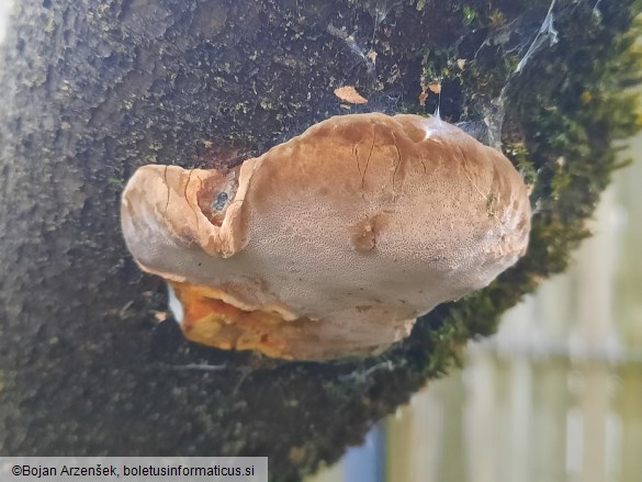 Phellinus pomaceus