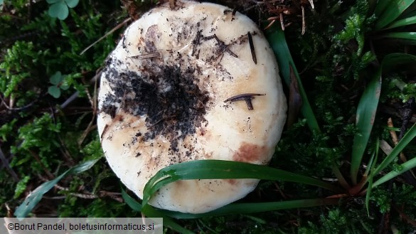 Lactarius vellereus