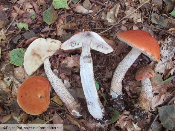 Leccinum aurantiacum