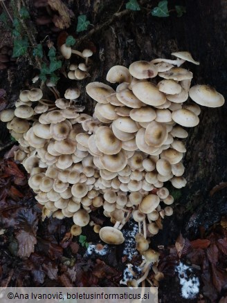 Armillaria mellea