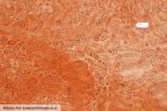 Lyophyllum fibrosipes