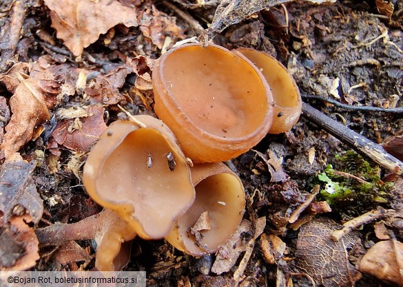 Stromatinia rapulum