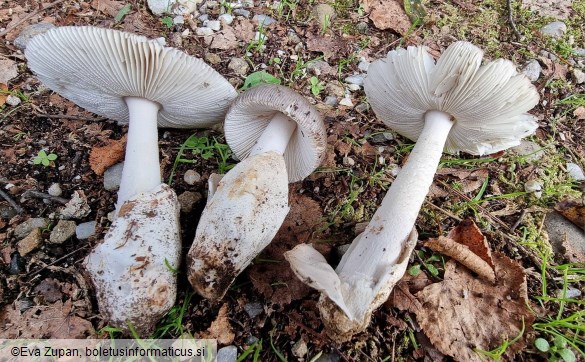 Amanita pseudoargentea