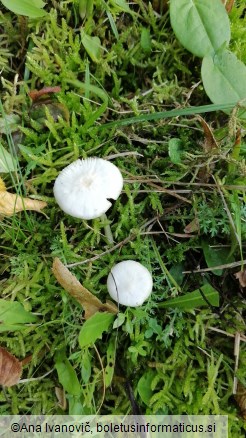 Hygrocybe virginea