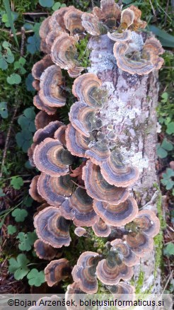 Trametes versicolor