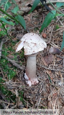 Amanita rubescens