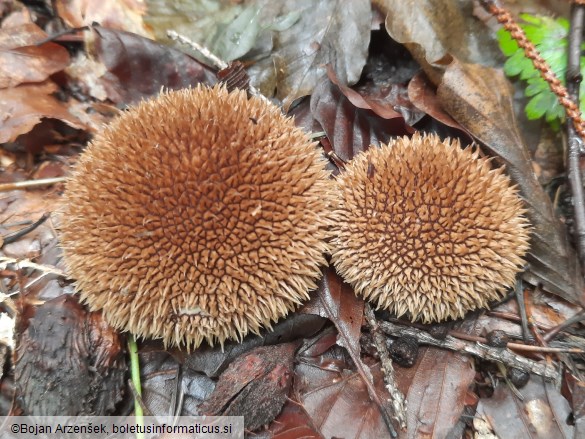 Lycoperdon echinatum