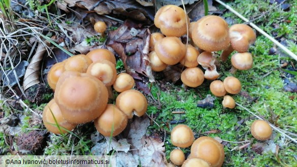 Kuehneromyces mutabilis