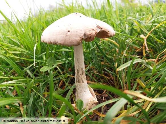 Volvariella gloiocephala