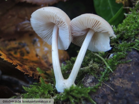 Pluteus inquilinus